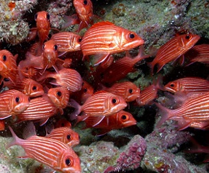 A school of Hawaiian squirrelfish (Sargocentron xantherythrum) swim in Papahānaumokuākea Marine National Monument in 2006. Image by James Watt/USFWS via Wikimedia Commons (CC BY 2.0).