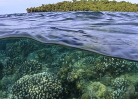 Corals grow in the shallows around a small island in Kimbe Bay, Papua New Guinea. Image by Tane Sinclair-Taylor.