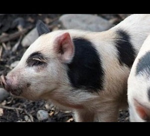 Auckland Island piglets, New Zealand. Photo: Flickr/Jon Sullivan