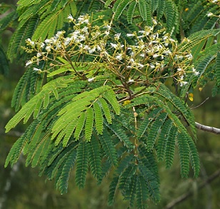 Source - https://wildlifeofhawaii.com/