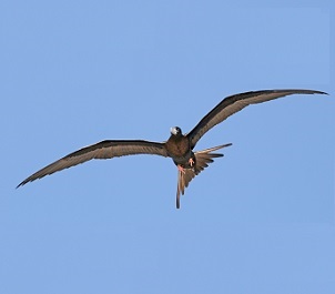 Ascension frigatebird. Credit - Sam Weber
