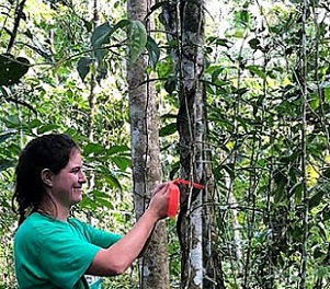 Credit - Samoa Conservation Society