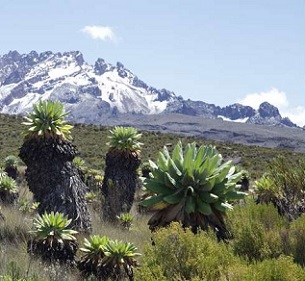 Ecosystem with alpine vegetation at Mount Kilimanjaro. Credit: Andreas Hemp