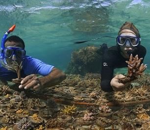 Victor Bonito (right) and Mosese Kurimata are working to identify heat-tolerant corals year-round.(ABC News)