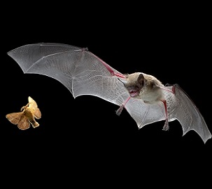 source - www.science.org