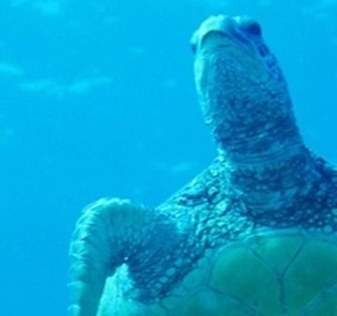 Sea turtle