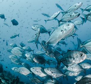 Why big fish thrive in protected oceans. Credit: Unsplash/CC0 Public Domain