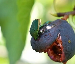 COVID-19 and the biodiversity crisis. credit - Getty Images