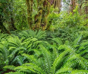 Rescue plan for nature: How to fix the biodiversity crisis. Credit - Jack Dykinga/naturepl.com