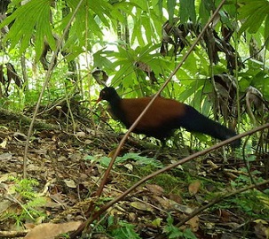 Photo: Doka Nason/American Bird Conservancy