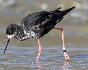 Critically endangered Black Stilt, New Zealand. Credit - blickwinkel/Alamy