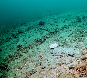 Seabed damage caused by dredging for scallops in Scotland. Credit: Howard Wood/COAST