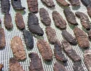 Ontong Java chief calls on Fisheries to return confiscated beche-de-mer. Credit - https://theislandsun.com.sb/ 