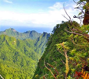 Cloud forest, Rarotonga. Cook Islands. Credit - SPREP