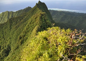 Cloud Forest, Cook Islands. Credit - SPREP