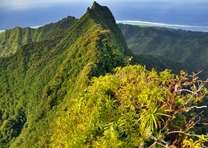 Cloud Forest on Rarotonga, Cook Islands. Credit - SPREP