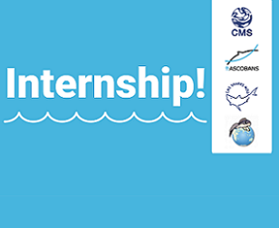 CMS - Internship Opportunities in the Aquatic Species Team. credit - https://www.cms.int/pacific-cetaceans