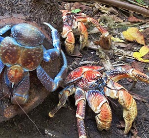 Coconut crabs prefer to live in rocky shores and rainforests close to the coast. Image by David Stanley via Flickr (CC BY 2.0).