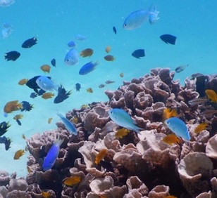 The future of nature conservation lies in identifying where science and policy can save the most ecosystems and species. Credit - ROBERT STREIT