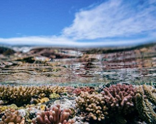 Healthy corals at Heron Island, in the southern Great Barrier Reef. Credit: Matthew R. Nitschke