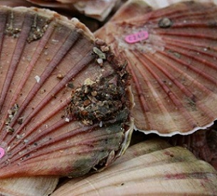 Outrage over commercial fishing in Coromandel rāhui zone. Credit - NIWA