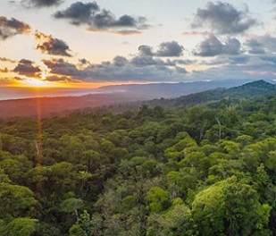 The Osa Peninsula in Costa Rica is an area of much conservation effort. Image courtesy of Osa Conservation.