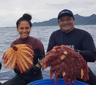 Crown of thorns hunters John Beasley, Kura Happ, and Dr Teina Rongo. Credit - https://www.cookislandsnews.com/                   