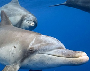 Some marine mammals are susceptible to the SARS-CoV-2 virus—perhaps even more so than people. Photo by Toshio Minami/e-Photo/Blue Planet Archive