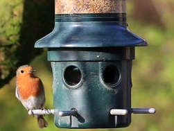 The BBC's Victoria Gill looks at the wildlife species enjoying lockdown