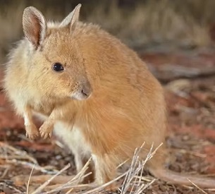 Credit -  Wayne Lawler/Australian Wildlife Conservancy.