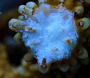 Gamete bundles can be seen in a staghorn coral (Acropora cervicornis) as tiny pink packages of egg and sperm. These are released during “spawning,” the process of coral sexual reproduction. HANNA KOCH/Mote Marine Lab