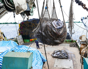 Report indicates Pacific tuna fisheries weathering COVID-19 well. source - https://www.seafoodsource.com/