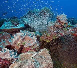 Coral Reefs in the Chagos Archipelago had more fish per square meter than reefs in any country surveyed on the Global Reef Expedition--the largest coral reef survey and mapping expedition in history. Credit: © Khaled bin Sultan Living Oceans Foundation/Ken Marks
