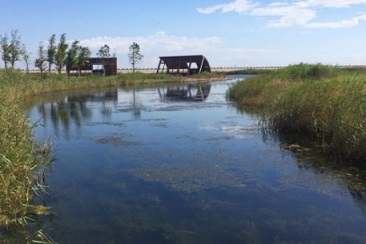 The extensively restored Yingwuzhou wetland (pictured) in Shanghai, China, emits less methane than a nearby wild wetland. Credit: Xuechu Chen