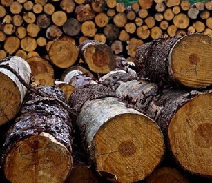 Logs from a community forest in Oaxaca, Mexico. Credit: Reem Hajjar, OSU College of Forestry