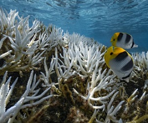 Coral reefs in French Polynesia. credit - Getty Images
