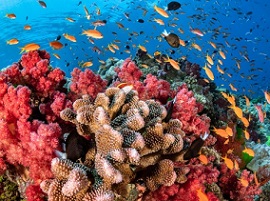 The coral reefs around Fiji cover 3,800 square miles and face threats from climate change, overfishing, and pollution. PHOTOGRAPH BY GREG LECOEUR, NAT GEO IMAGE COLLECTION