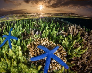 A coral reef in Indonesia. Credit - Grant Thomas / Coral Reef Image Bank.