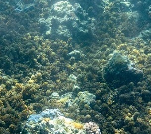 Seaweed can quickly take over a reef after a disturbance. Credit: Jeff Liang