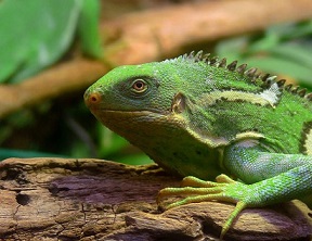 Fiji crested Iguana