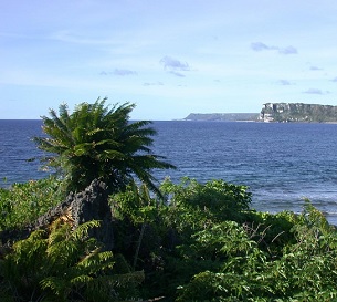 The tree-like cycad species known as Cycas micronesica was once the most common tree in Guam's limestone forests and a key part of the CHamoru diet but has become endangered due to several non-native insect species that feed on the plants.  CREDIT - University of Guam