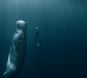 The Deep Sea Mining Campaign warns that if nodule mining is allowed to take place in the Pacific Ocean, species such as the Sperm Whale could be adversely affected. Photo: WILLYAM