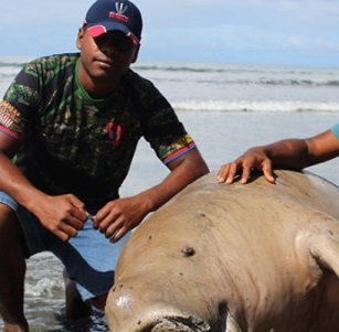 Malelei Veidreyaki with the dead Dugong at Kiuva Beach Tailevu on May 20,2018.Photo:Simione Haravanua.