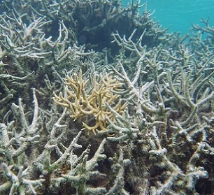 Damaged reef provide very few fish. credit - Andrew McInnis