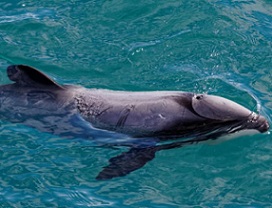 Government crack down on fishing methods to protect New Zealand Hector's and Māui dolphins.  credit - www.rnz.co.nz