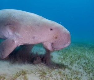 dugong