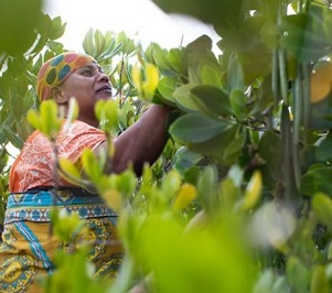 Credit - Sarah Waisa