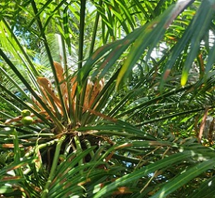 Female fadang tree. Credit - Else Demeulenaere