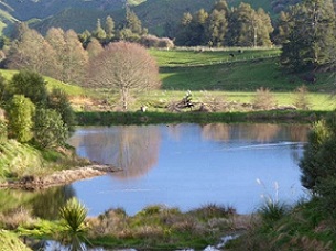 The wetland area where the first restoration planting was carried out. Credit - Mark and Felicity Brough/Stuff