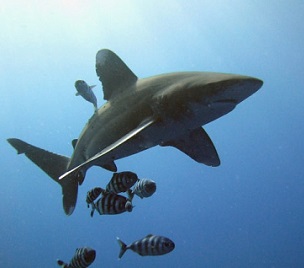 Image credit - Michael Aston/Flickr